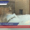 Рыси из нижегородского зоопарка «Лимпопо» обрели новый дом