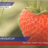 Круглогодичное выращивание ягоды наладил нижегородский фермер