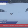 В Кстовском районе спасены две косули, попавшие в котлован