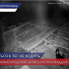 20 домашних питомцев пострадало от волков в северных районах Нижегородской области за месяц