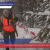 Зимний учет численности диких животных начался в Нижегородской области