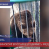 В Балахнинском зоопарке «Маленькая страна» родились медвежата