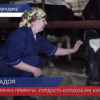 Самых титулованных коров в стране разводят в колхозе имени Куйбышева Городецкого района