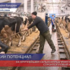 В крупном сельхозпредприятии  Большеболдинского  района строится новый комплекс