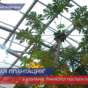 В нижегородском зоопарке «Лимпопо» поспела папайя