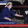 В колхозе имени Куйбышева Городецкого района разводят самых титулованных коров в стране