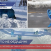 Иностранцы, желавшие забрать «голубую» собаку, не прошли отбор