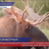 Экодуки для животных планируют создать на трассе М-12 в Нижегородской области