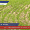 Около 5% озимых культур погибли за зиму в Нижегородской области