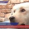 Собак с синим окрасом приютили в структуре администрации города Дзержинска
