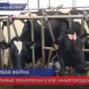 Делегация Татарстана посетила Ильино-Заборское сельхозпредприятие