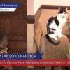Продолжается бесплатная вакцинация животных от бешенства в Нижнем Новгороде