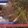 Первые случаи укусов клещей зафиксированы в Нижегородской области