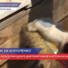 Субботник прошел на улице Короленко