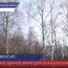 Как добыть березовый сок без ущерба дереву и экологического процесса