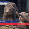 В зоопарке «Лимпопо» новорожденные медвежата впервые вышли на прогулку
