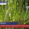 Сезон активности клещей продолжается в Нижегородской области