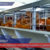 Россиян предупредили о возможном дефиците яиц