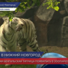 Белая бенгальская тигрица появилась в зоопарке «Лимпопо»