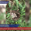 В парке «Швейцария»  обнаружили гнездо с утиными яйцами