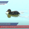 В пруду у Нижегородского телецентра появились утята
