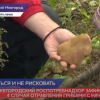 Нижегородский Роспотребнадзор зафиксировал 4 случая отравления грибами с начала года