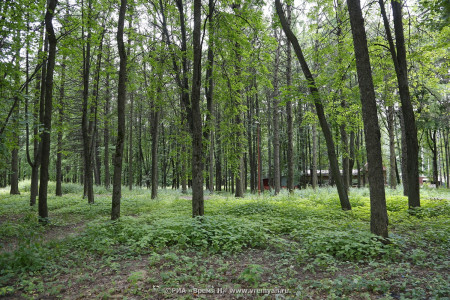 В Нижнем Новгороде введен временный запрет на вход в лес 