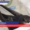 В Нижнем Новгороде спасли и выхаживают беспомощного птенца стрижа