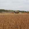 Урожай зерновых гибнет в Нижегородской области из-за жары