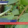 Богомолы появились в Нижегородской области из-за жаркого лета