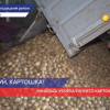 Приступили к копке раннего картофеля в сельхозпредприятии «Беркут» Городецкого района