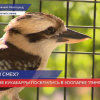Смеющиеся кукабарры поселились в нижегородском зоопарке «Лимпопо»