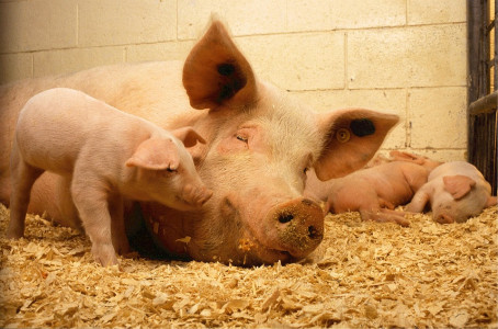 В Кстове обнаружена африканская чума свиней