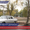 Деревья закатали в асфальт во дворе домов на улице Красных Зорь