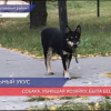 Собака, убившая хозяйку в  Кстовском районе, была бешеной