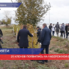«Алею памяти» высадили на набережной в Балахне