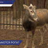 Олень в нижегородском зоопарке сбросил рога