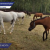 Чистокровных арабских скакунов выращивают в Нижегородской области