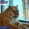 Два бенгальских тигренка появилось в нижегородском зоопарке «Лимпопо»