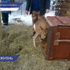 Вторую жизнь подарили дикой косуле  нижегородские автомобилисты