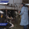 Новая роботизированная ферма на 835 голов достраивается в племсовхозе Линдовский