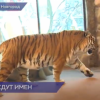 Посетители нижегородского «Лимпопо» смогут выбрать имена для тигрят