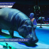 Новое грандиозное шоу Гии Эрадзе «Песчаная сказка» в Нижегородском цирке