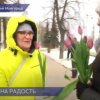 Около 300 тюльпанов в ходе акции «Вам любимые» раздали нижегородские волонтеры