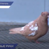 Домашний породистый голубь нашел новый дом в Дзержинске