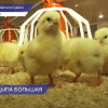 Три птичника запустил агрокомбинат в Павловском районе