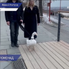 Нижегородцы умилились прогулке гуся по набережной Федоровского