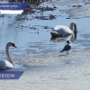 Нижегородцы заметили в Артемовских лугах двух белоснежных лебедей