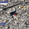 В Нижегородской области начали просыпаться первые гадюки