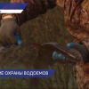 Более 1100 экземпляров рыбы на нересте спасено от браконьеров в Нижегородской области